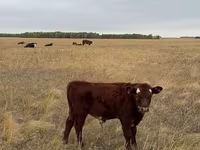 Lo’, Cattle — sawirka 6