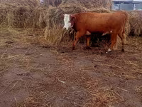 گاو ماده, Simmental cattle — عکس 2