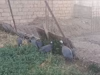 پرل گری — عکس 3