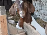 Ziegenbock, Boer goat — Foto 7