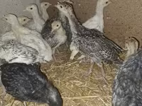 Turkeys — zdjęcie 5
