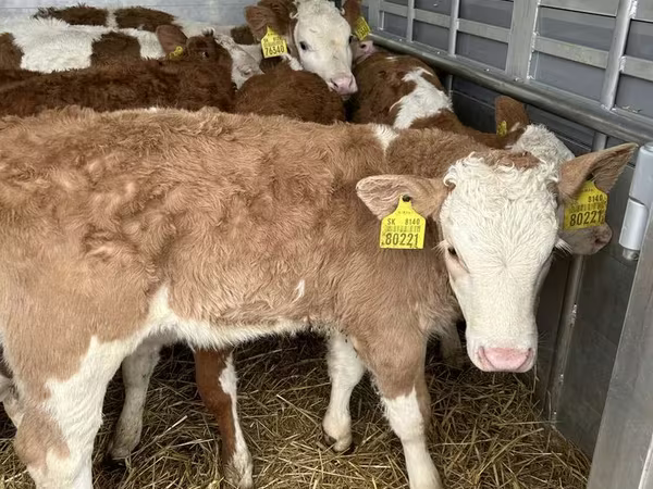 황소, Simmental cattle