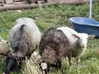 भेड़, Romanov sheep — फ़ोटो 3
