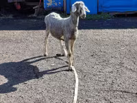 Beran, Edilbay sheep — foto 1