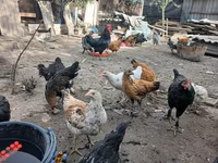 Chickens — الصورة 6