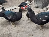 Ducks — फ़ोटो 1