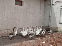 Geese — 2. fotó