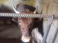 Stier, Runderen — foto 1