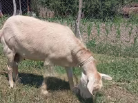 عنزة, Saanen goat — الصورة 1