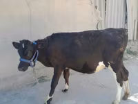 ላም, Holstein breed — ፎቶ 2