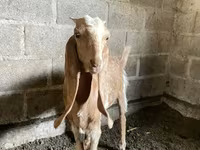 ছাগী, Nubian Goat — ছবি 3