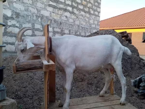 Koza, Saanen goat