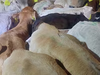 گاو و گوساله (گروه، جنسیت مشخص نشده), Simmental cattle — عکس 6