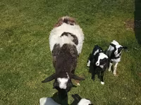 Sheep, Sheep — photo 3
