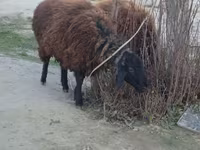 Ram, Sheep — photo 3