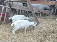 Kambing betina, Saanen goat — foto 1