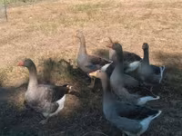 Gri ve Gri Benekli Danimarka Kazı — foto 1