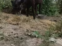 Krowa, Bydło — zdjęcie 1