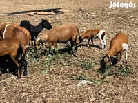 Widder, Cameroon sheep — Foto 1