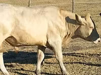 Boğa, Charolais cattle — foto 2
