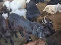 Kambing betina, Goats — foto 3
