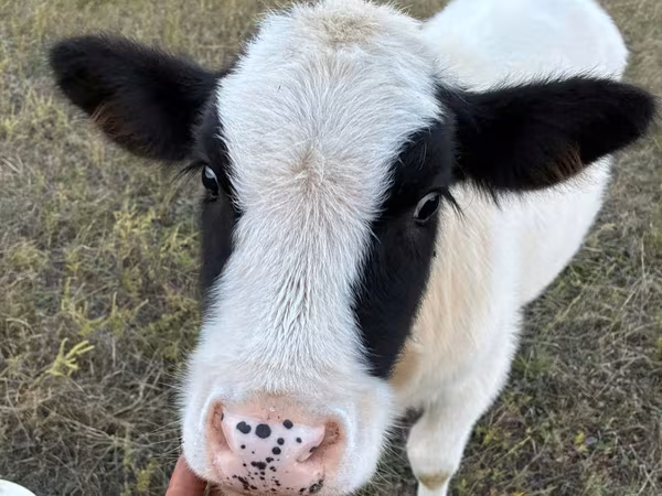ላም, Cattle