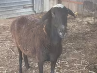 Kambing jantan, Sheep — foto 2