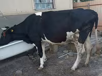 Ko, Holstein-race — foto 1
