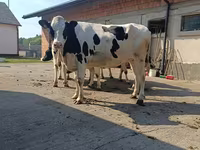 Lembu betina, Holstein breed — foto 5