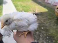 Chickens — عکس 1