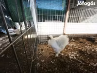 Silkie — foto 3