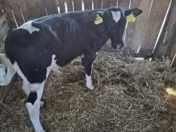 วัวตัวผู้, Russian Black pied cattle