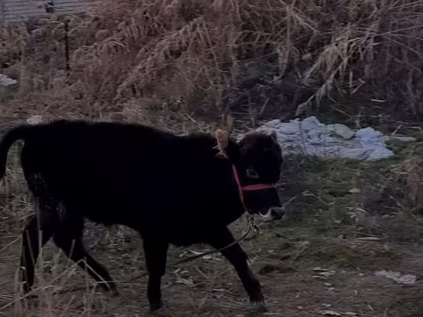 Bik, Swedish red cattle