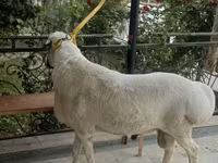 Ram, Sheep — photo 1