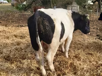 Toro, Aberdeen Angus — foto 5