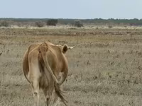 Үнээ, Latvian Blue cattle — 5 зураг