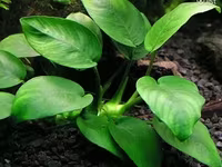 Anubias nana 1000 — عکس 1