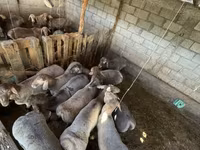 Хонь, Хонь — 1 зураг