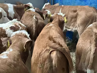 گاو و گوساله (گروه، جنسیت مشخص نشده), Russian Black pied cattle — عکس 7
