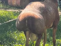 بھیڑ, بھیڑیں — تصویر 4