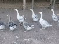 Geese — ፎቶ 3