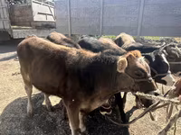 گاو نر, Swiss cattle — عکس 3