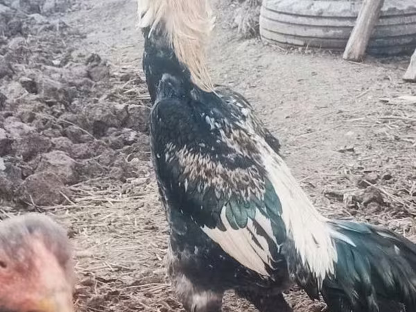 Chickens
