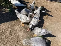 Ducks — fotografija 2