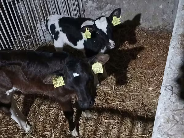 Vacă, Bovine — Polonia