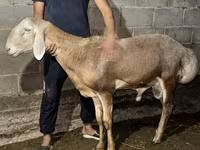 แกะตัวผู้, Arashan sheep — รูปภาพ 1