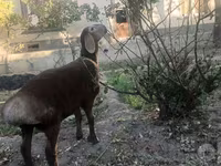 مینڈھا, Arashan sheep — تصویر 1