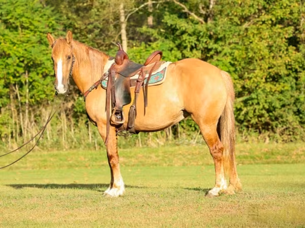 مادیان, Quarter Horse