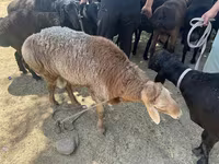 Ram, Sheep — photo 4