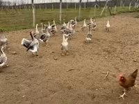Geese — акс 2